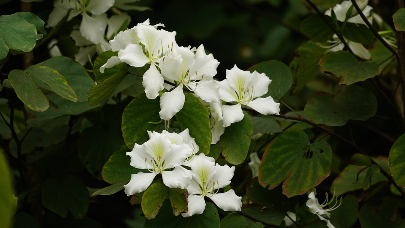 La especie se conoce como Bauhinia forficata y suele tener una importante floración, sobre todo en primavera y verano. (Foto: Adobe Stock)