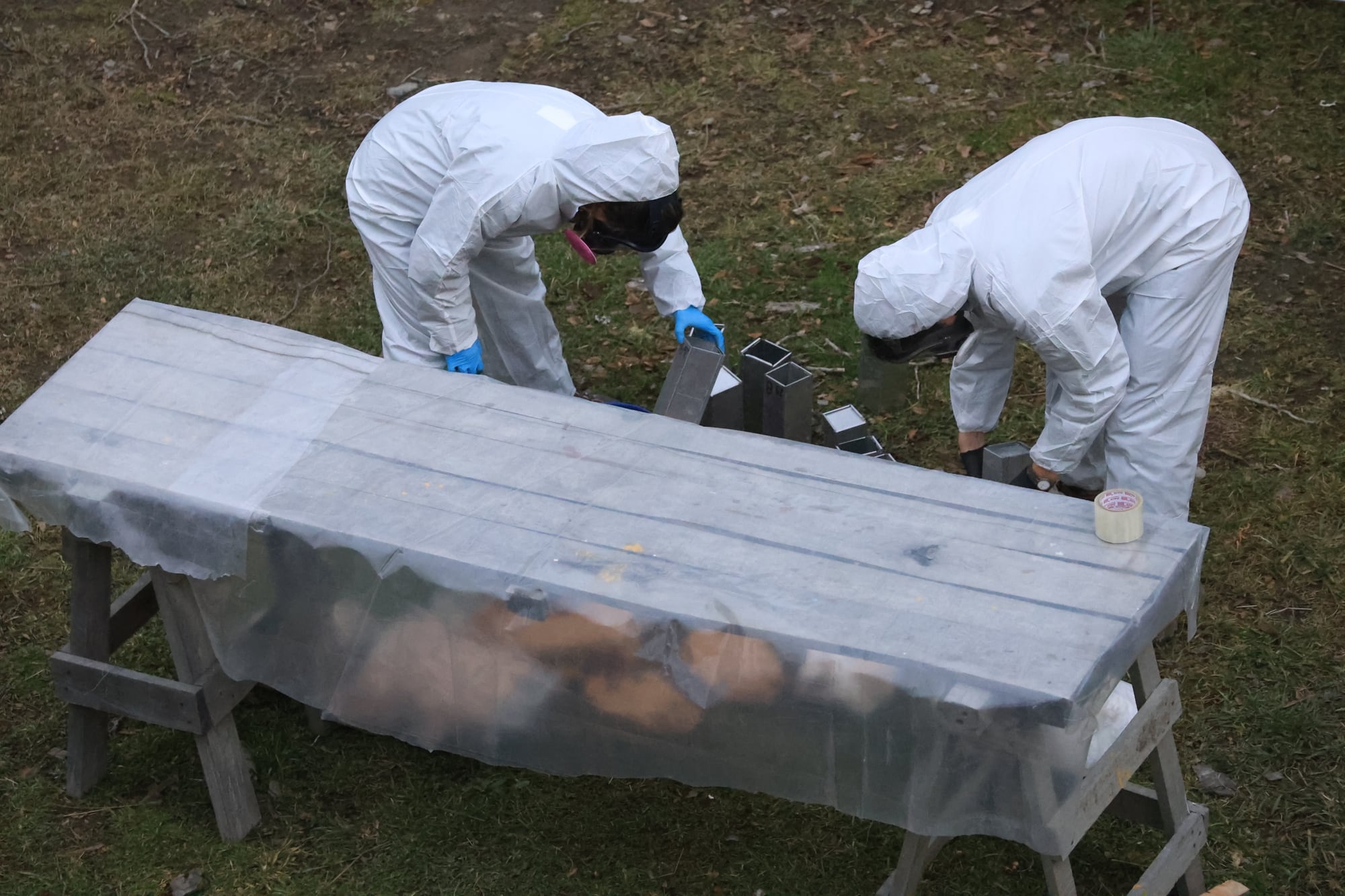 Los animales son trasladados a un laboratorio de campaña que montaron en mejores condiciones de bioseguridad que a la intemperie, para obtener una muestra de sangre y determinar si están o no infectados