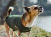 Por qué los perros ladran a algunas personas y a otras no: qué dicen los expertos