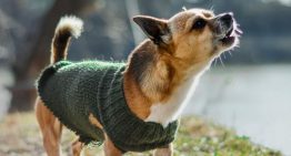 Por qué los perros ladran a algunas personas y a otras no: qué dicen los expertos