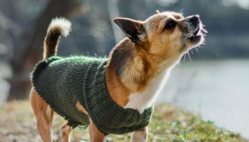 Por qué los perros ladran a algunas personas y a otras no: qué dicen los expertos