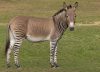 Ni mula ni caballo: cómo se llama la cruza entre una cebra y un burro