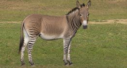 Ni mula ni caballo: cómo se llama la cruza entre una cebra y un burro