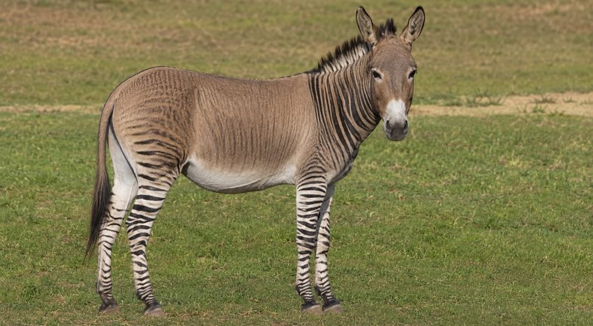 Ni mula ni caballo: cómo se llama la cruza entre una cebra y un burro