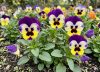 Cuáles son las 3 flores que sobreviven a las heladas y mantienen tu jardín con color todo el invierno
