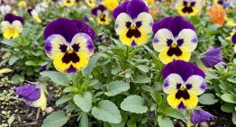 Cuáles son las 3 flores que sobreviven a las heladas y mantienen tu jardín con color todo el invierno