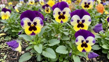 Cuáles son las 3 flores que sobreviven a las heladas y mantienen tu jardín con color todo el invierno
