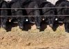 Opinión. Una medida tributaria largamente esperada para la producción ganadera