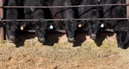 Opinión. Una medida tributaria largamente esperada para la producción ganadera