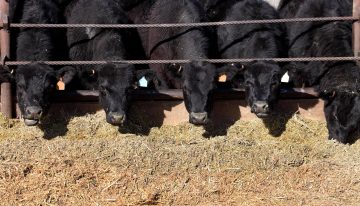 Opinión. Una medida tributaria largamente esperada para la producción ganadera