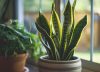 Las 5 plantas de interior que son resistentes a la calefacción, ideales para tener este invierno 2026