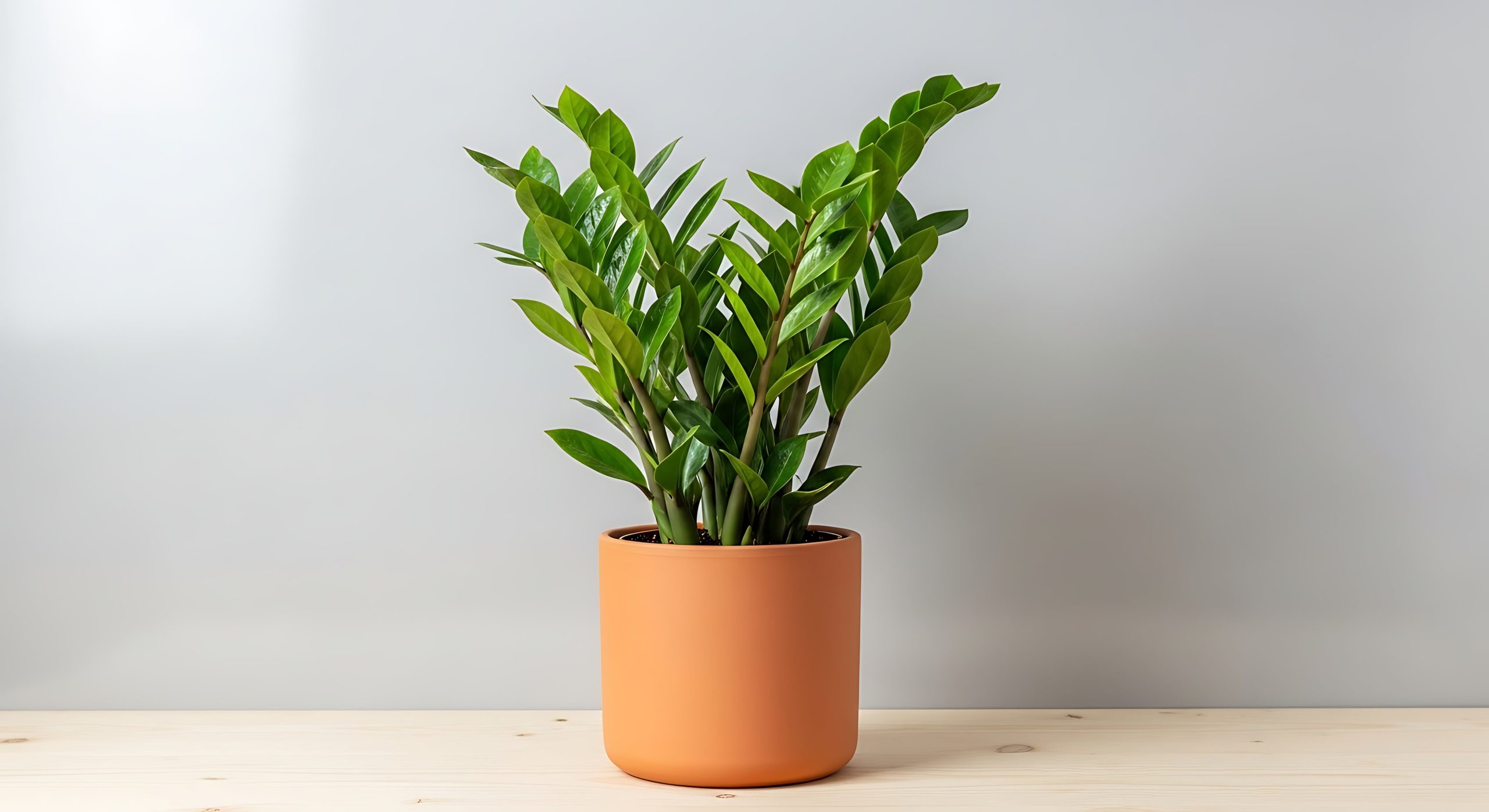 La zamioculca es resistente y decora cualquier rincón. (Foto: AdobeStock)
