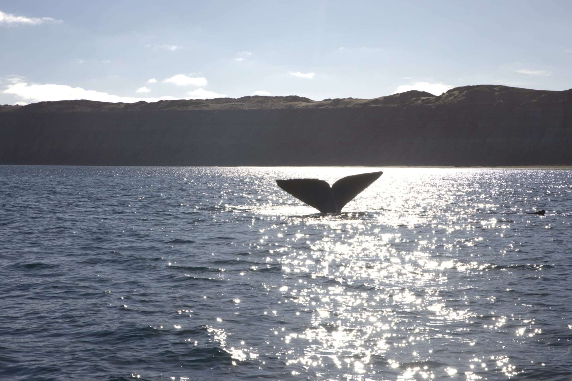 La ballena es una de las especies más intrigantes del mundo animal.