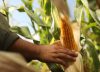 Éxito en el mundo: un cultivo que no para de crecer va rumbo a generar exportaciones por 45 millones de toneladas y US$9000 millones