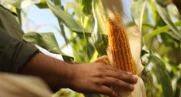 Éxito en el mundo: un cultivo que no para de crecer va rumbo a generar exportaciones por 45 millones de toneladas y US$9000 millones