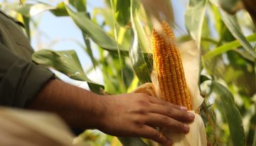 Éxito en el mundo: un cultivo que no para de crecer va rumbo a generar exportaciones por 45 millones de toneladas y US$9000 millones