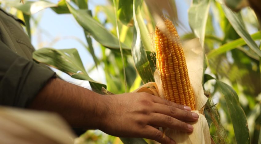 Éxito en el mundo: un cultivo que no para de crecer va rumbo a generar exportaciones por 45 millones de toneladas y US$9000 millones