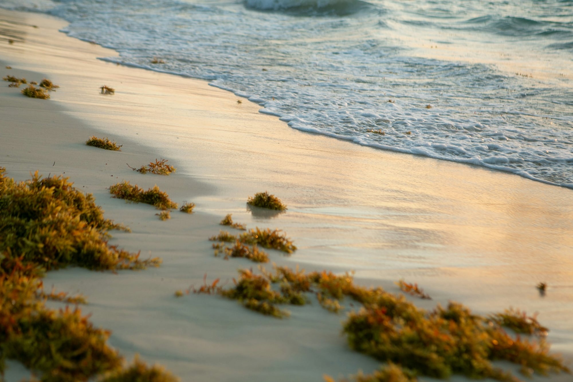 Las playas de Florida sufren una acumulación masiva de sargazo