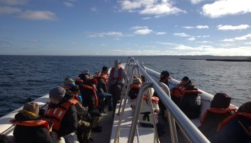 Llegaron las ballenas a Península Valdés: son muchas, se aparean y están con sus crías