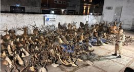 Un empresario brasileño pagó US$40.000 por cazar un ciervo y ahora se investiga una causa por presunto tráfico de fauna