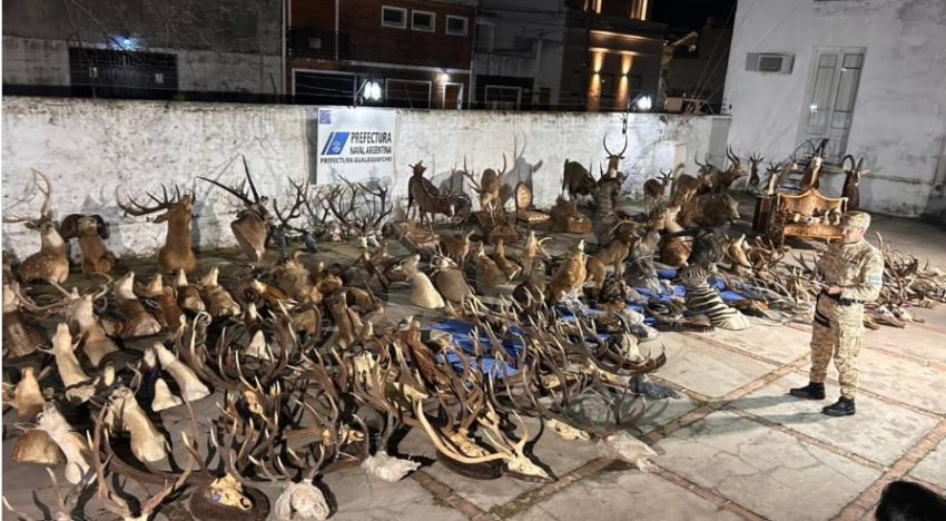 Un empresario brasileño pagó US$40.000 por cazar un ciervo y ahora se investiga una causa por presunto tráfico de fauna