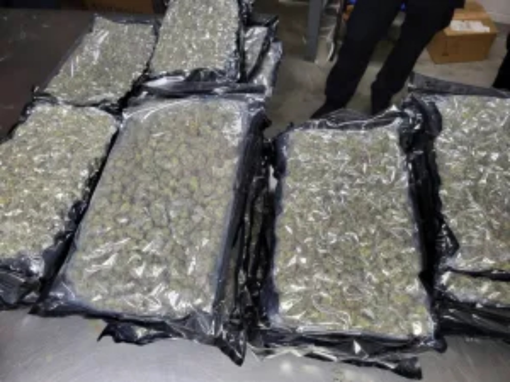 En total, se incautaron mas de 1600 libras de marihuana en Nueva York