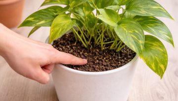 Poner un clavo de hierro en la maceta del potus: por qué algunos jardineros recomiendan hacerlo