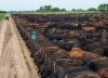 El maíz tiene un valor estratégico en la nueva demanda mundial de carne