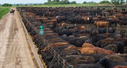 El maíz tiene un valor estratégico en la nueva demanda mundial de carne