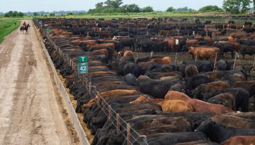 El maíz tiene un valor estratégico en la nueva demanda mundial de carne