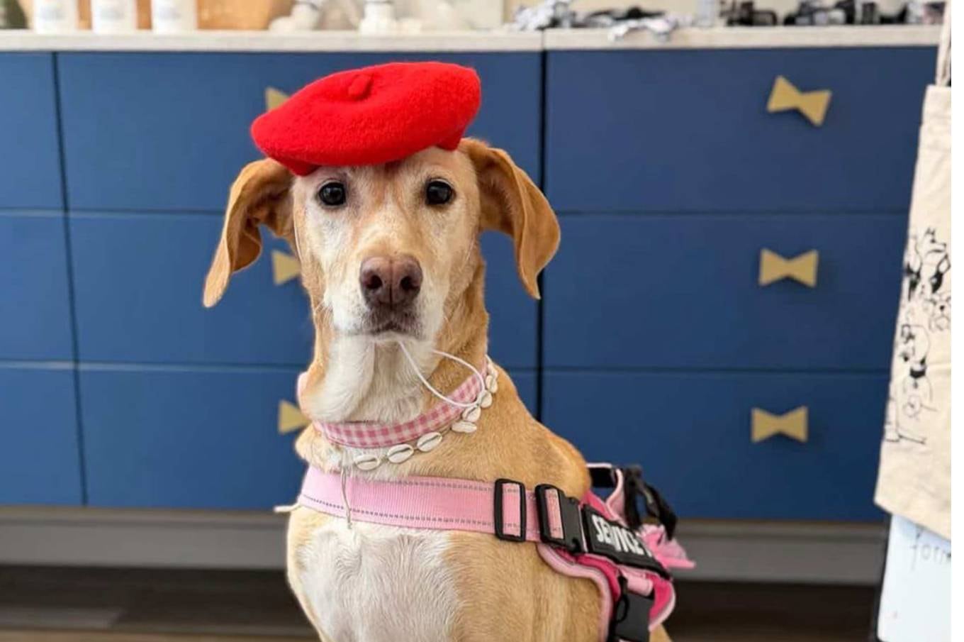 Makai, la perrita de Lucía, compañera fiel de aventuras.