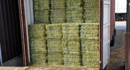 Momento histórico: se exportaron casi 170.000 toneladas de un cultivo muy demandado en Medio Oriente y Asia