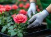 Las 3 plantas que sí o sí hay que podar en agosto para que estallen de flores en primavera