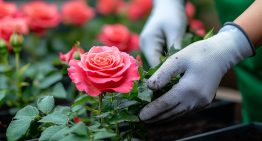 Las 3 plantas que sí o sí hay que podar en agosto para que estallen de flores en primavera