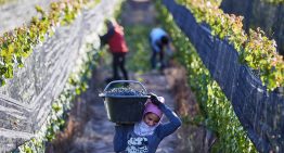 “Es una ley nociva”: en una provincia temen perder parte de su identidad productiva por un cambio que impulsa el Gobierno
