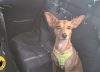 Pruebo los mejores protectores de asiento de coche para perros