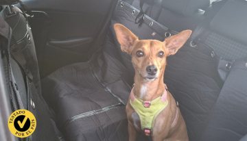 Pruebo los mejores protectores de asiento de coche para perros