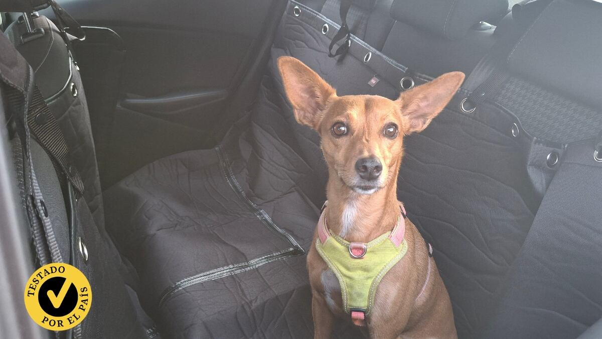 Probamos los mejores protectores de asiento de coche para perros.