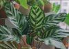 Álvaro Pedrera, experto en plantas: “Un salón con mucha luz puede ser una trampa”