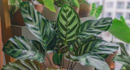 Álvaro Pedrera, experto en plantas: “Un salón con mucha luz puede ser una trampa”