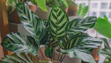Álvaro Pedrera, experto en plantas: “Un salón con mucha luz puede ser una trampa”