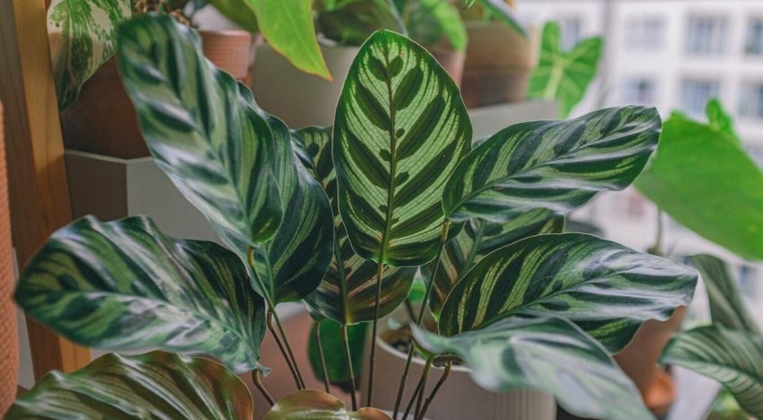 Álvaro Pedrera, experto en plantas: “Un salón con mucha luz puede ser una trampa”