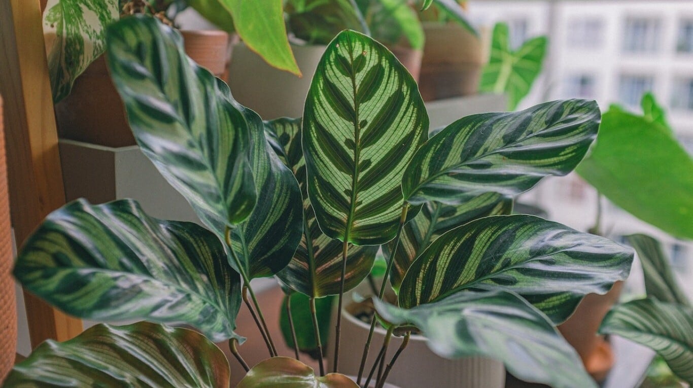 Hay plantas de interior que crecen más vigorosamente si reciben más luz. (Pixabay)