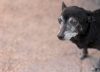 A qué edad se considera viejo a un perro, según la ciencia