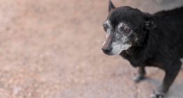 A qué edad se considera viejo a un perro, según la ciencia
