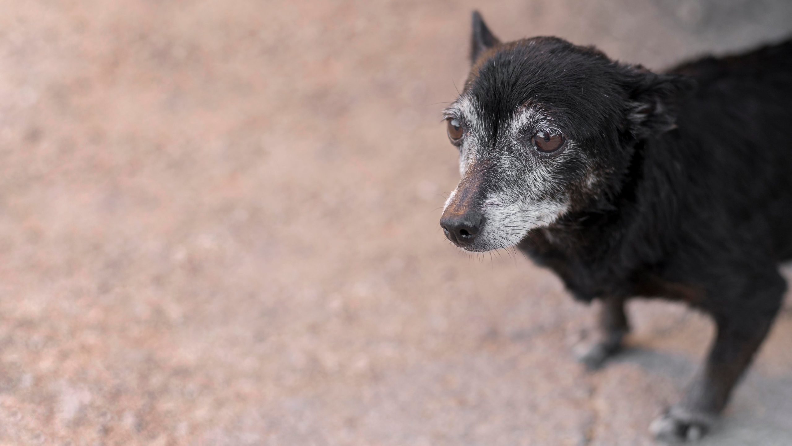 En general, los perros más grandes poseen una esperanza de vida más corta (Foto: Freepik)