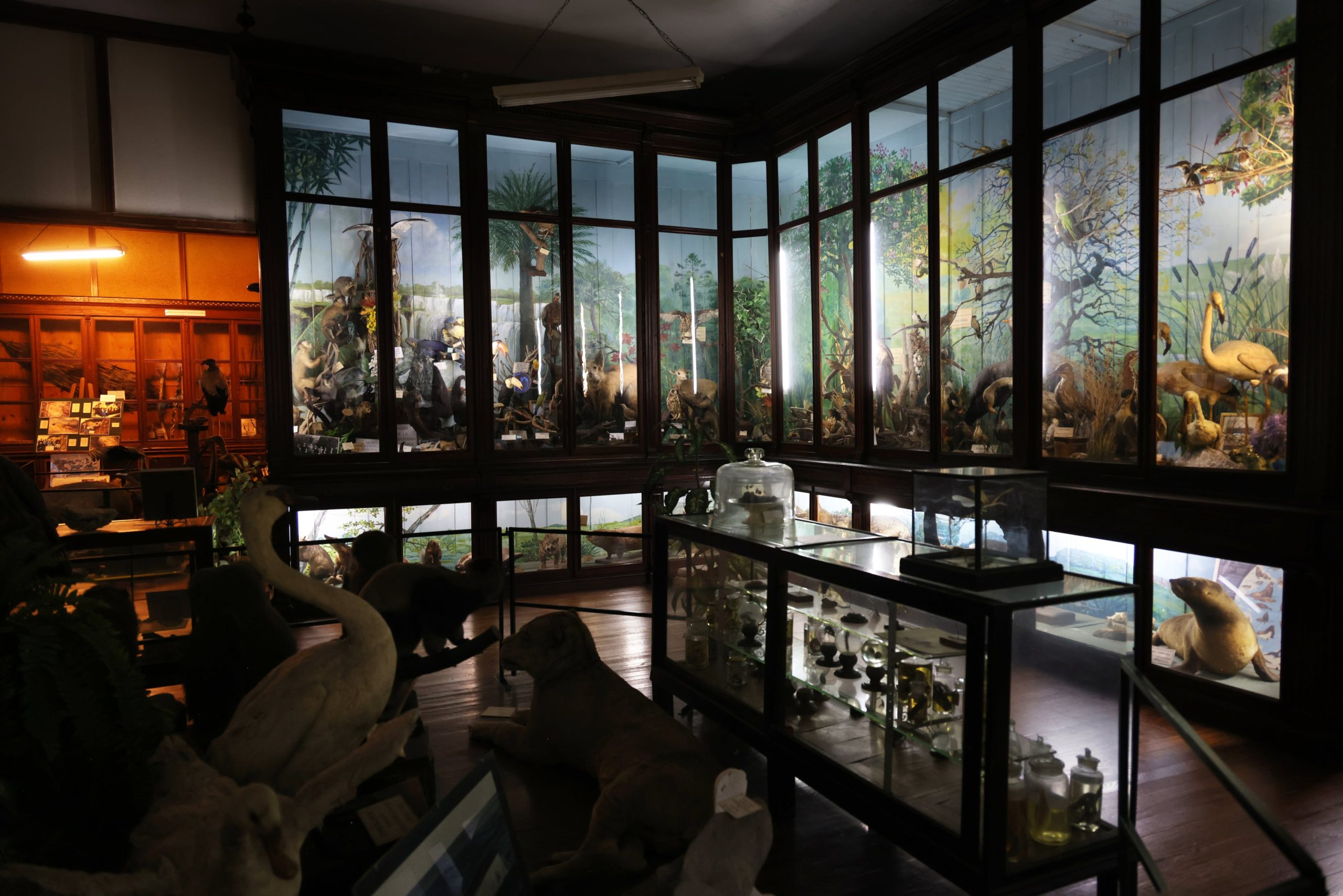 El Museo de Ciencias Naturales cuenta con un acervo nutrido y valioso, especializado en los proceesos de taxidermia