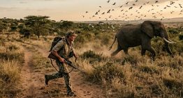 Proverbio africano del día: “El cazador que persigue a un elefante no se detiene para tirar piedras a los pájaros”