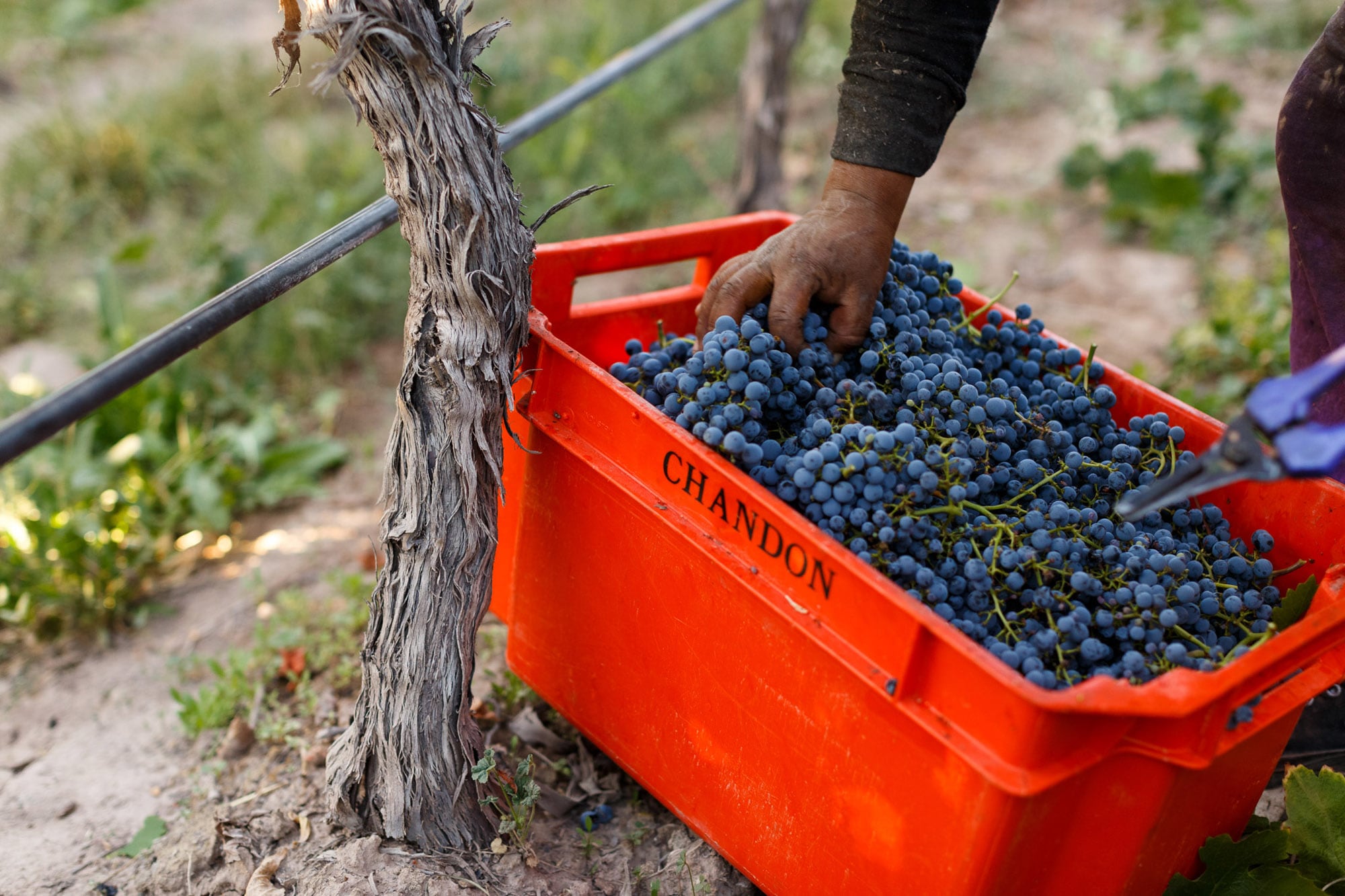 Mendoza tiene más de 800 bodegas