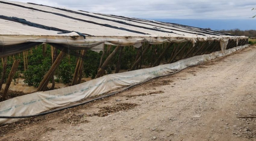 Maneja 1100 hectáreas: el exitoso modelo “multifunción” que creó un empresario que rompe moldes